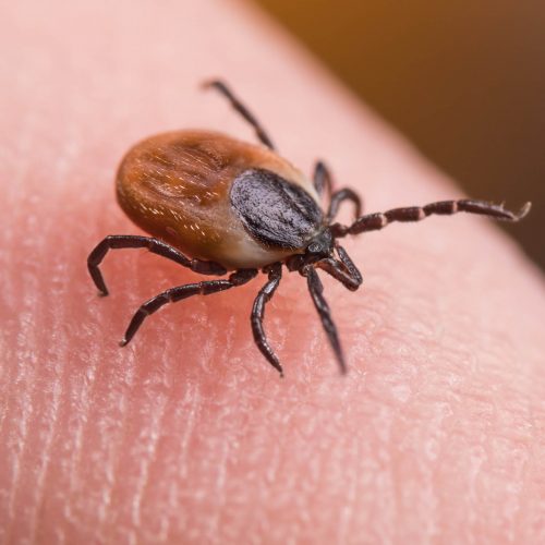 Borreliose - Bild einer Zecke